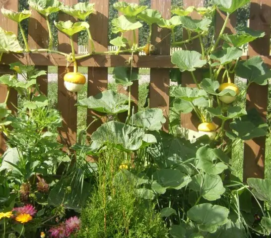 Curly decorative pumpkin: photo, cultivation