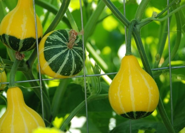 Curly decorative pumpkin: photo, cultivation