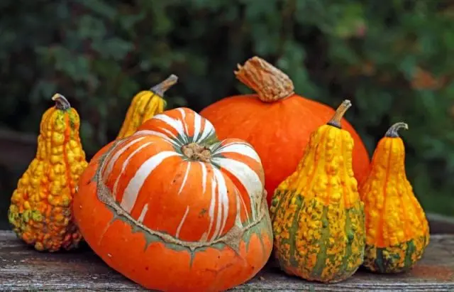 Curly decorative pumpkin: photo, cultivation