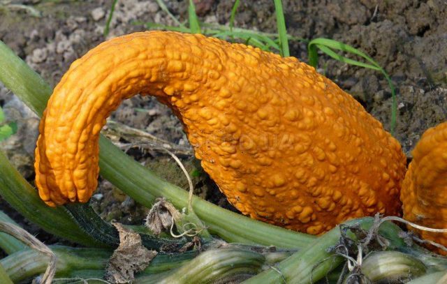 Curly decorative pumpkin: photo, cultivation