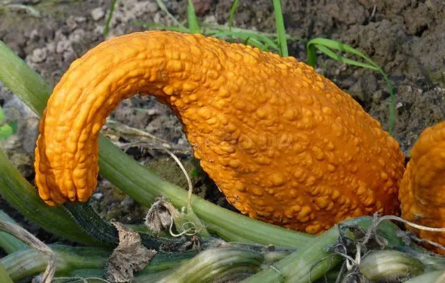 Curly decorative pumpkin: photo, cultivation