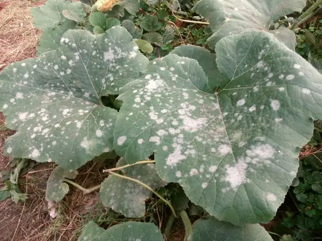 Curly decorative pumpkin: photo, cultivation