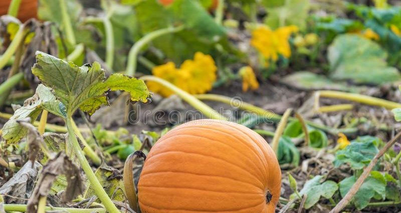 Curly decorative pumpkin: photo, cultivation