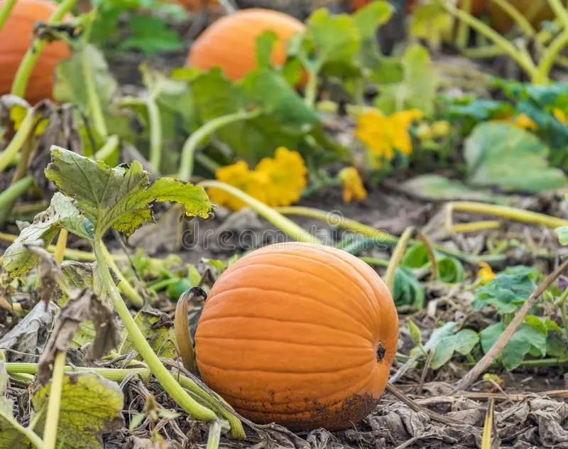 Curly decorative pumpkin: photo, cultivation