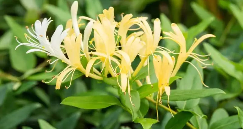 Curly honeysuckle: description of the plant, rules for planting, care and reproduction + types and varieties with photos, use in the garden