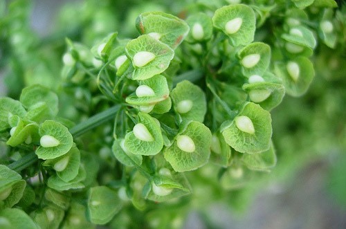 curly sorrel