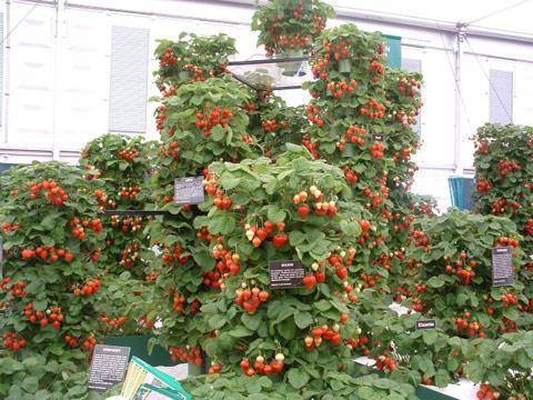 Curly strawberries: growing features