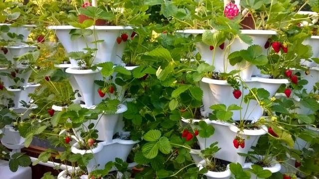 Curly strawberries: growing features