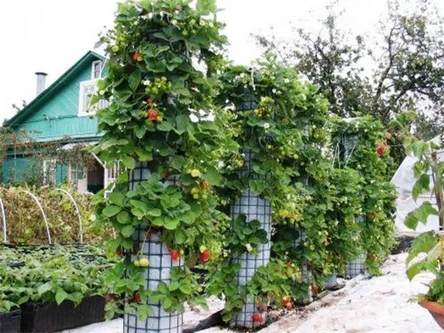 Curly strawberries: growing features