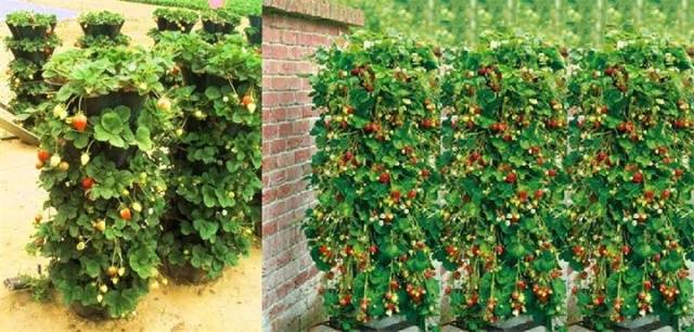 Curly strawberries: growing features