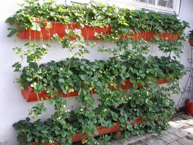 Curly strawberries: growing features