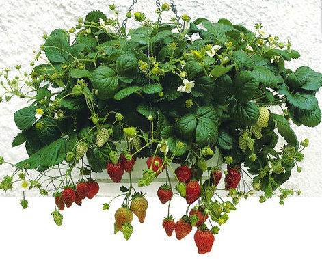 Curly strawberries: growing features