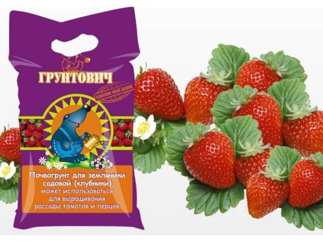 Curly strawberries: growing features