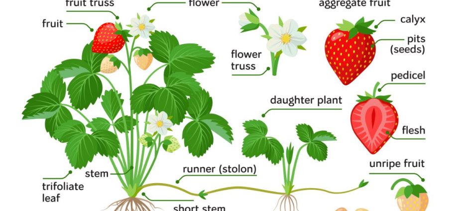 Curly strawberries: growing features