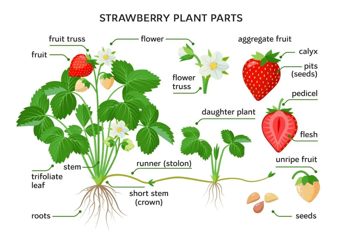 Curly strawberries: growing features