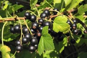 Currant Bashkir giant