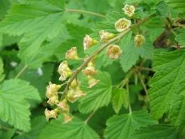 Currant Bashkir giant