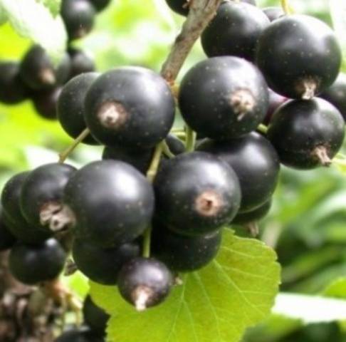 Currant Bashkir giant