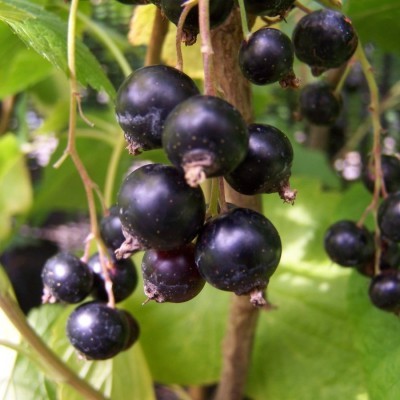 Currant Bashkir giant