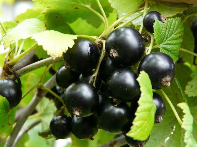 Currant Black Pearl