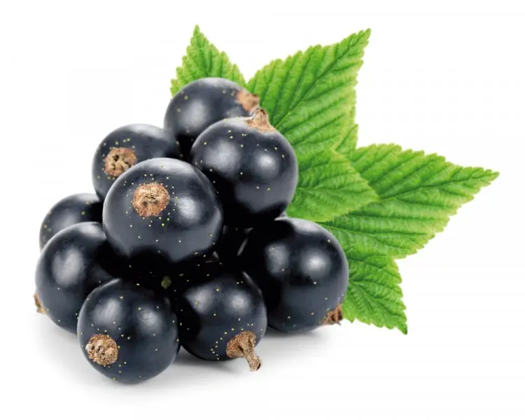 Currant Black Pearl