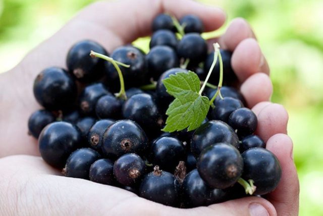 Currant black, white, red, pink: the best varieties for the Moscow region