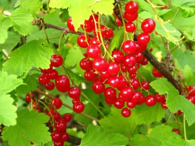 Currant black, white, red, pink: the best varieties for the Moscow region