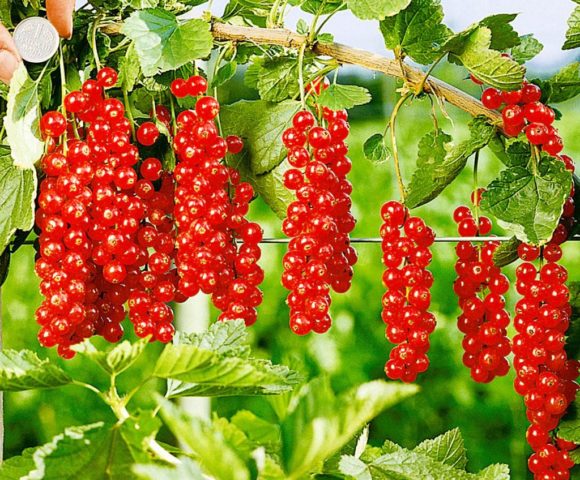 Currant black, white, red, pink: the best varieties for the Moscow region