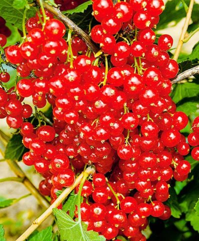 Currant black, white, red, pink: the best varieties for the Moscow region