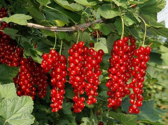 Currant black, white, red, pink: the best varieties for the Moscow region