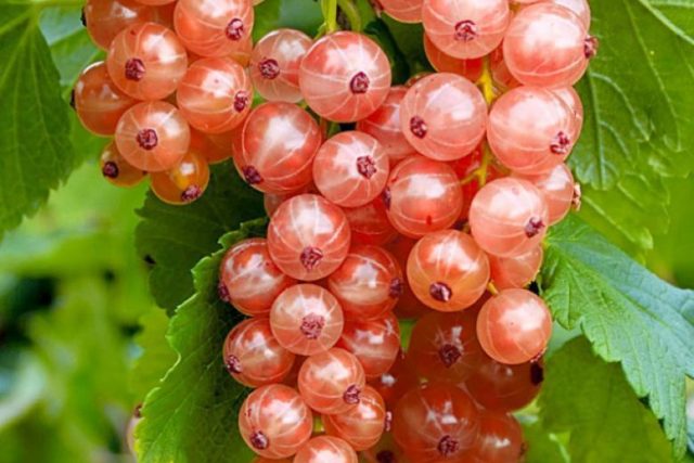 Currant black, white, red, pink: the best varieties for the Moscow region