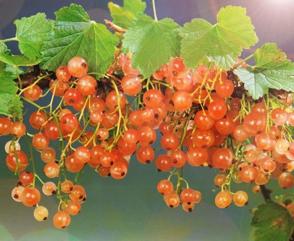 Currant black, white, red, pink: the best varieties for the Moscow region