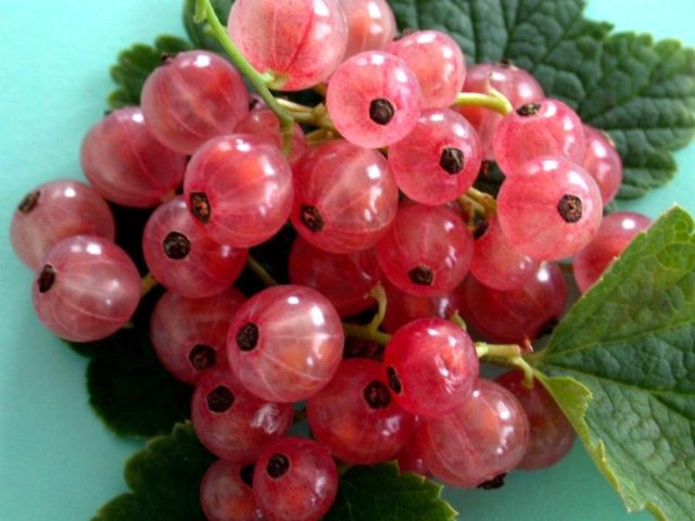 Currant black, white, red, pink: the best varieties for the Moscow region