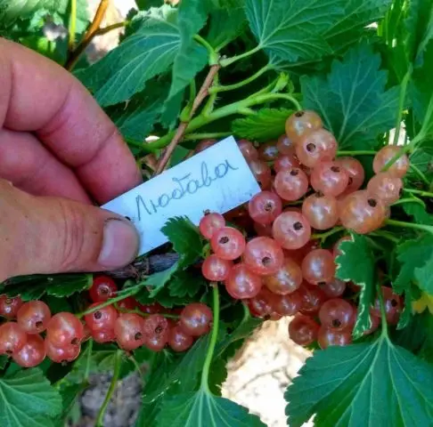 Currant black, white, red, pink: the best varieties for the Moscow region