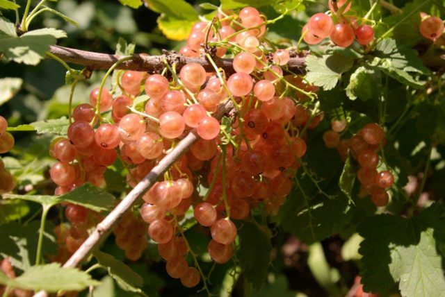 Currant black, white, red, pink: the best varieties for the Moscow region