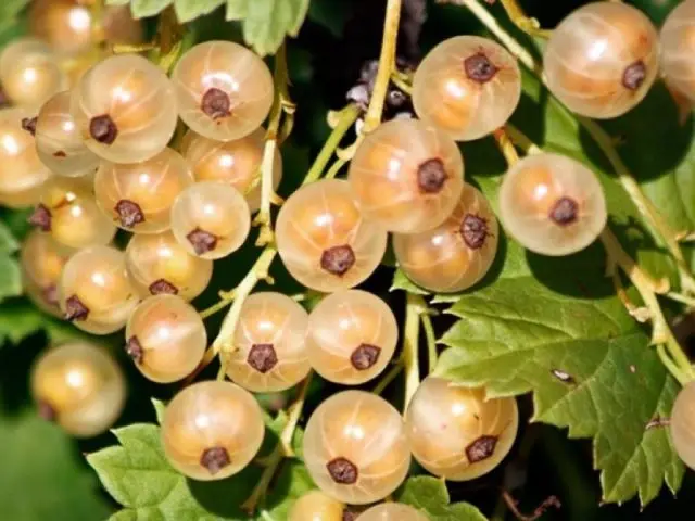 Currant black, white, red, pink: the best varieties for the Moscow region