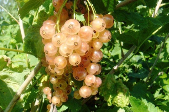 Currant black, white, red, pink: the best varieties for the Moscow region