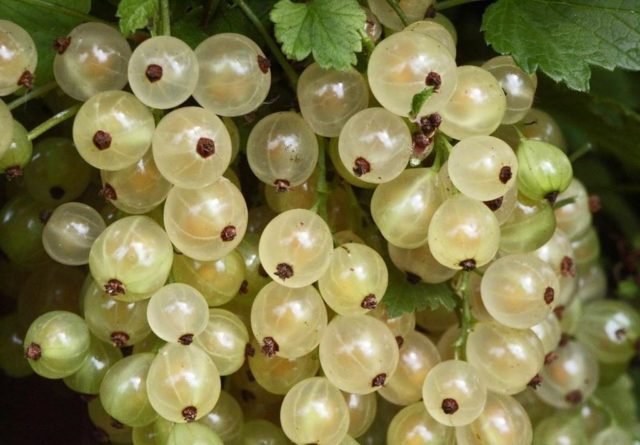 Currant black, white, red, pink: the best varieties for the Moscow region