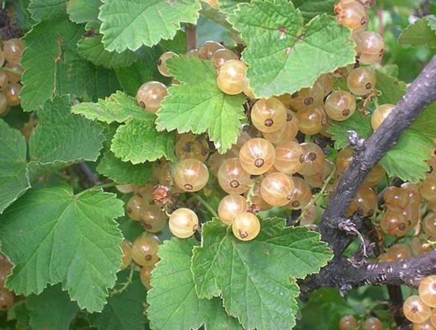 Currant black, white, red, pink: the best varieties for the Moscow region