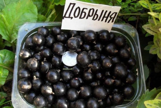 Currant black, white, red, pink: the best varieties for the Moscow region