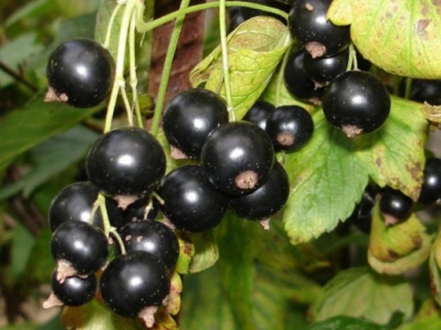 Currant black, white, red, pink: the best varieties for the Moscow region