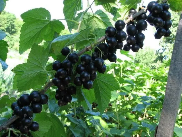 Currant black, white, red, pink: the best varieties for the Moscow region