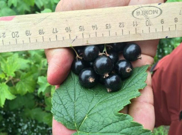 Currant black, white, red, pink: the best varieties for the Moscow region