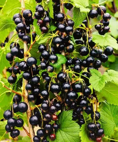 Currant black, white, red, pink: the best varieties for the Moscow region