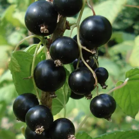 Currant black, white, red, pink: the best varieties for the Moscow region