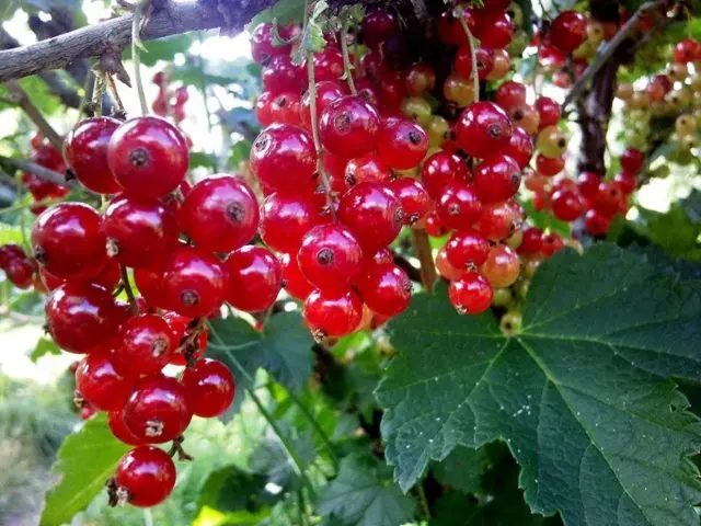 Currant black, white, red, pink: the best varieties for the Moscow region