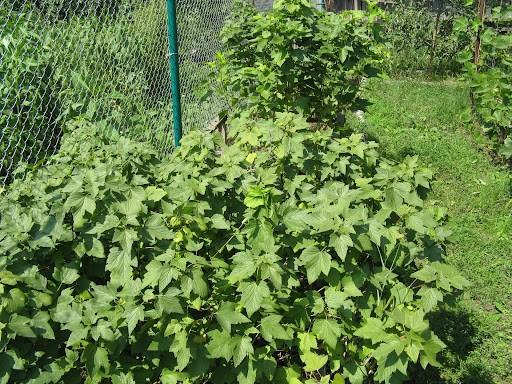 Currant chlorosis: photo and treatment, causes