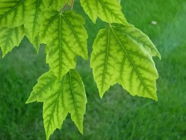 Currant chlorosis: photo and treatment, causes