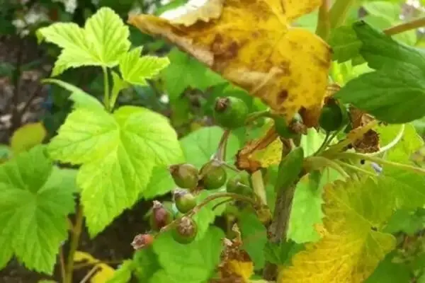 Currant chlorosis: photo and treatment, causes