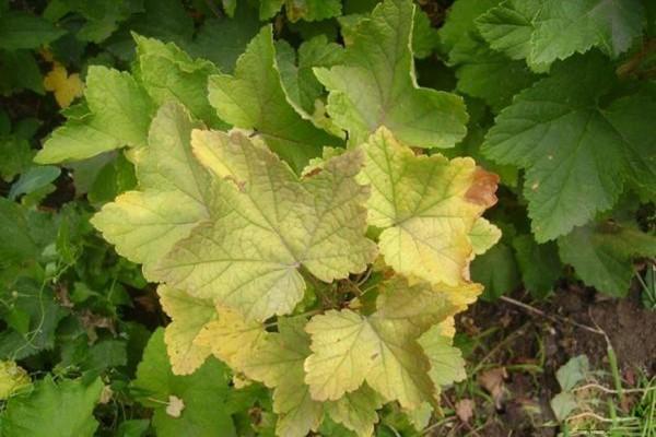 Currant chlorosis: photo and treatment, causes